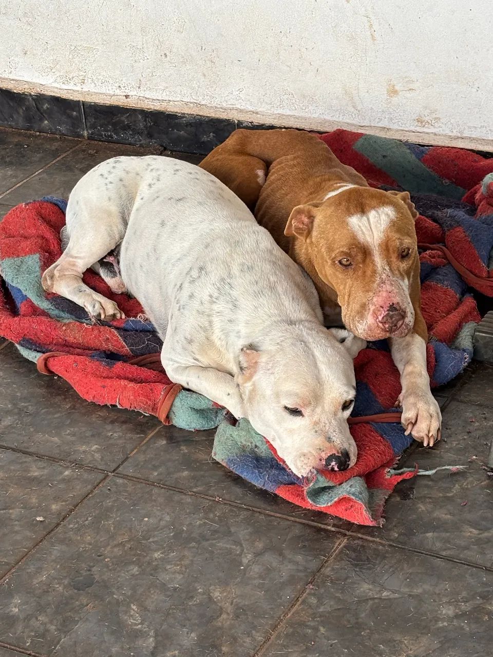 Doa-se pit bull - Foto 5