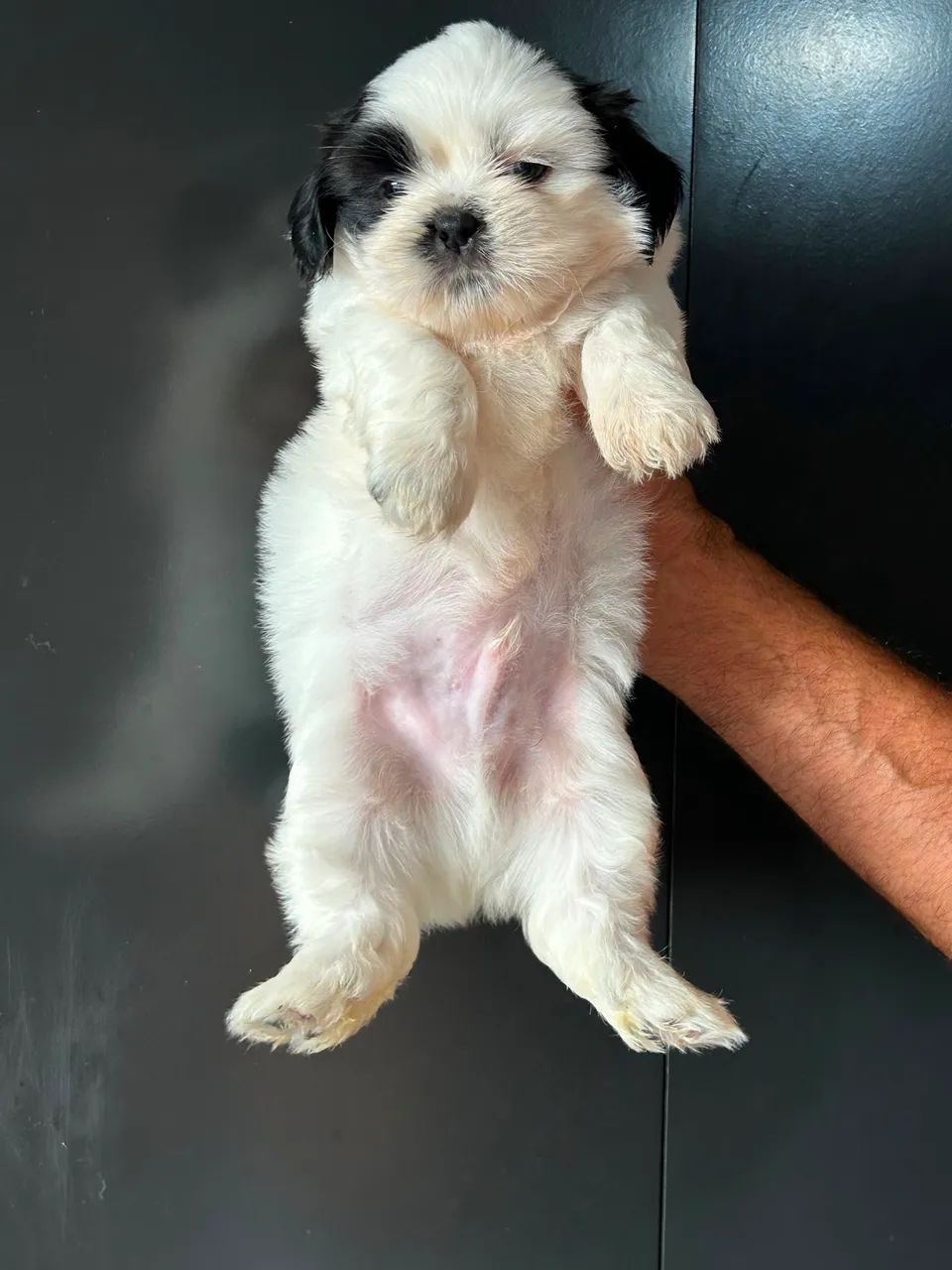 Cachorro raça Shitzu  - Foto 5