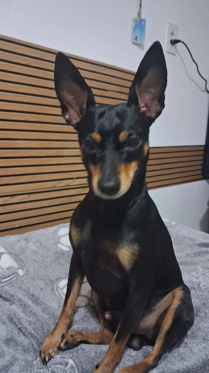 Pincher