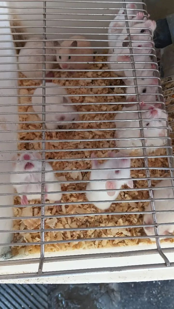 Gaiola animais - Foto 2