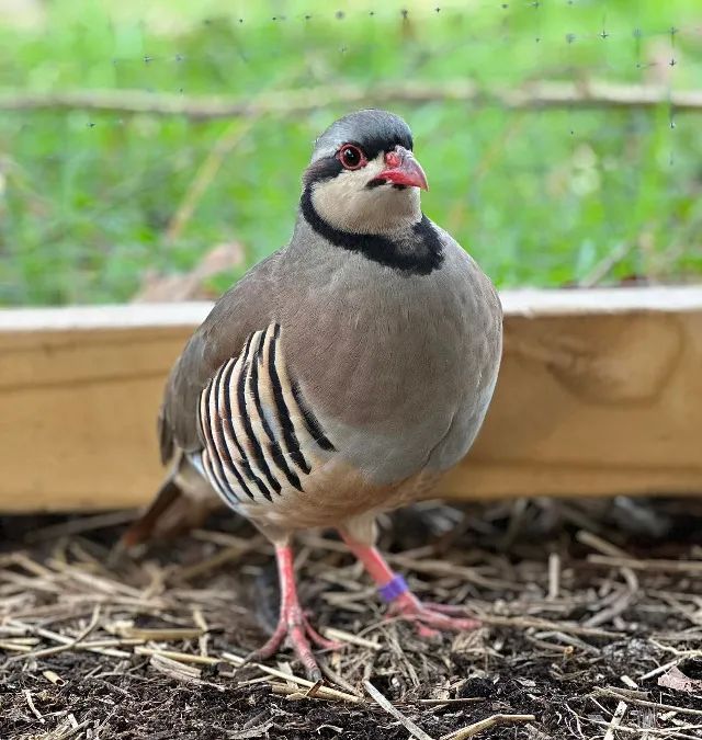 Codorna chukar  - Foto 2