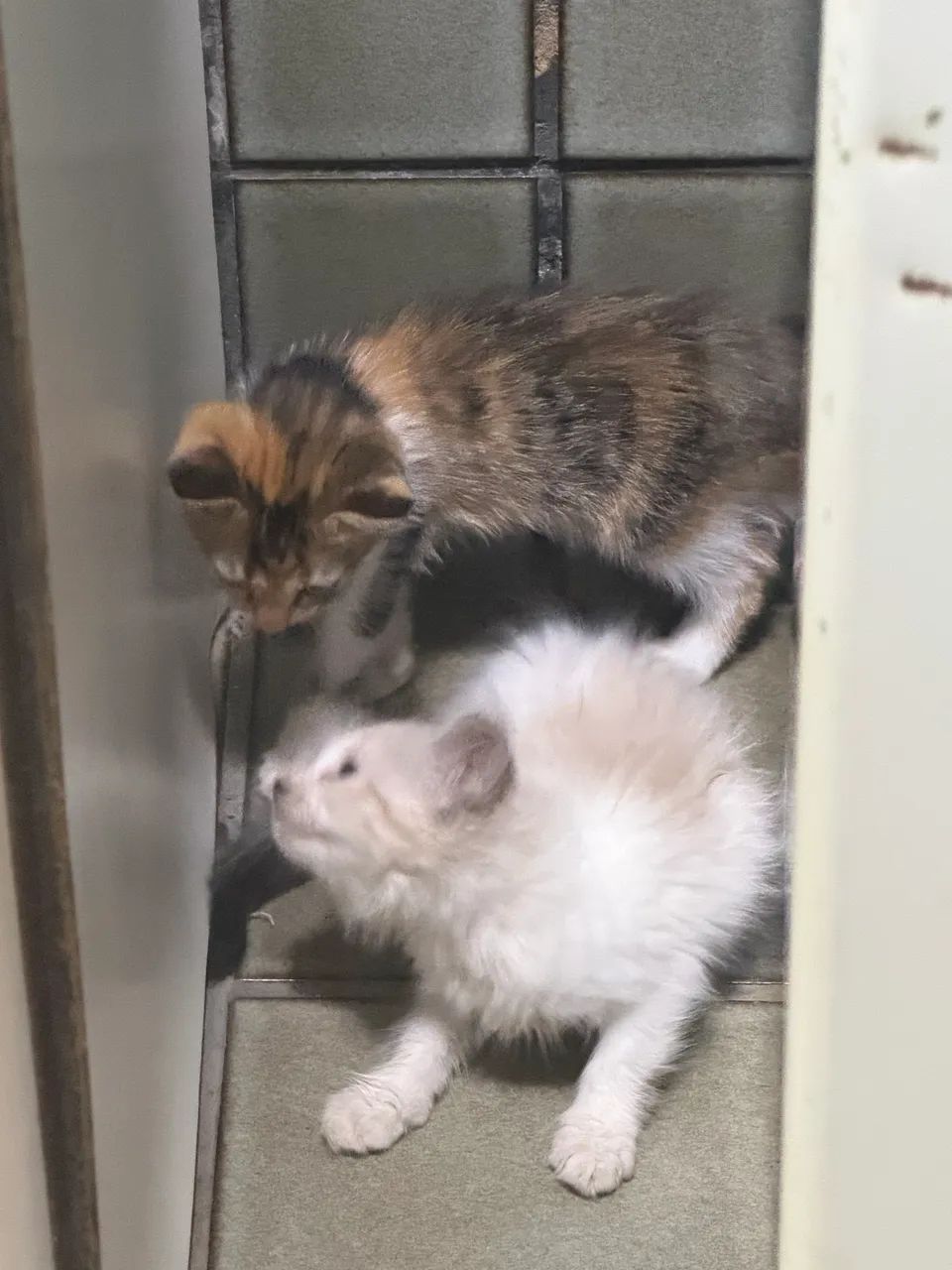 Doação de gatos  - Foto 4