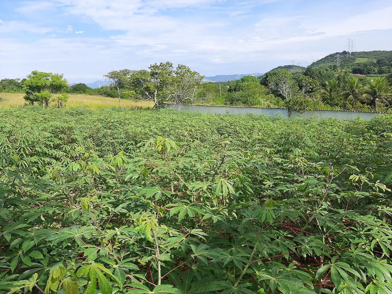 VENDO SÍTIO - CAMPO ALEGRE, NOVA IGUAÇU - Aceito propostas <br> - Foto 4