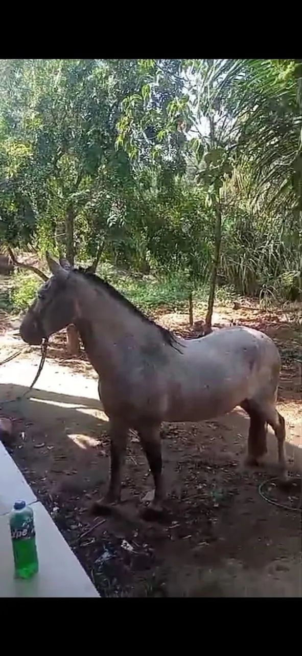 Potra mangalarga machado  - Foto 2