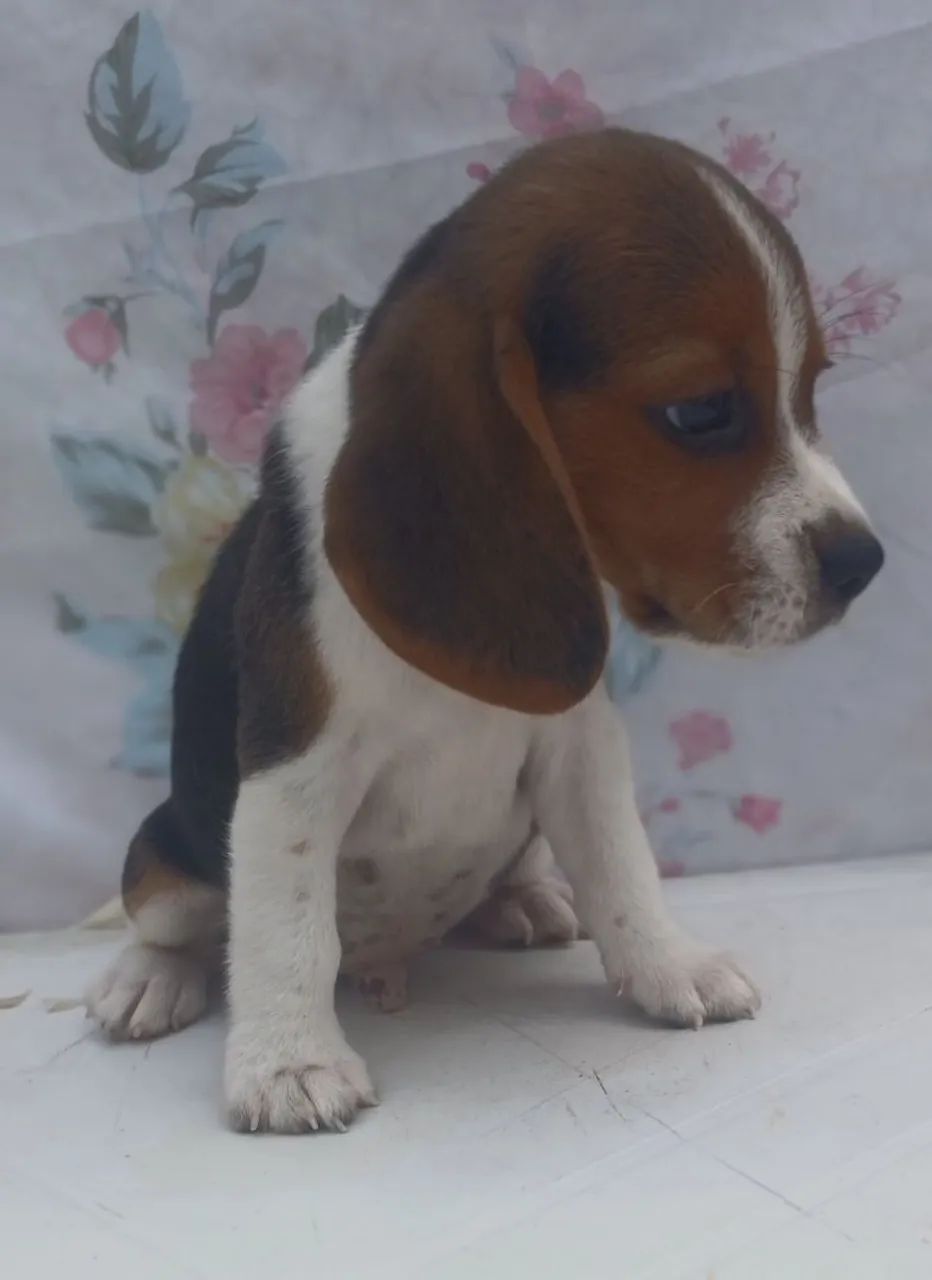 Fillhotes de Beagle - Foto 3