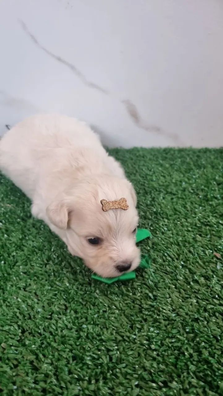 Poodle com Maltês  - Foto 3