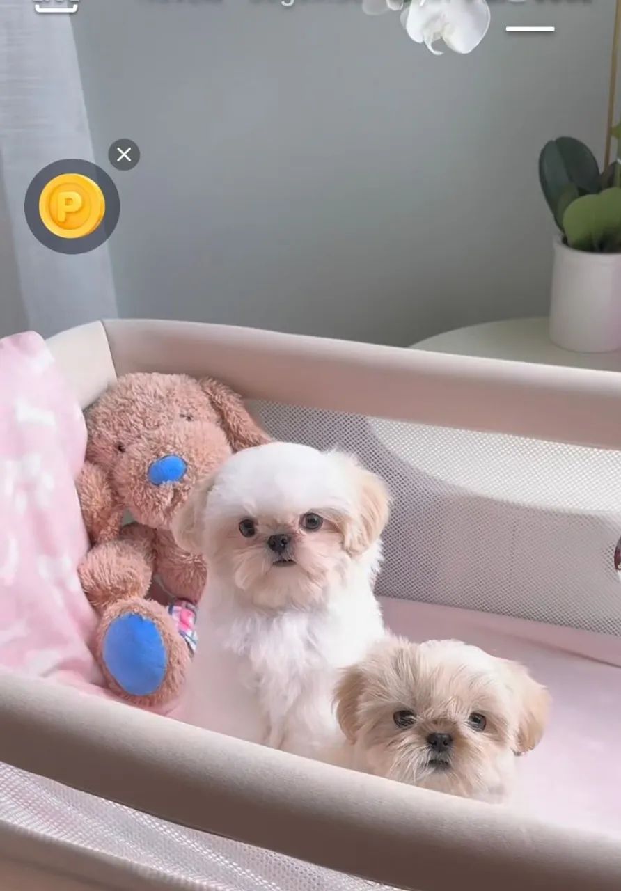 Vende-se Shih Tzu 