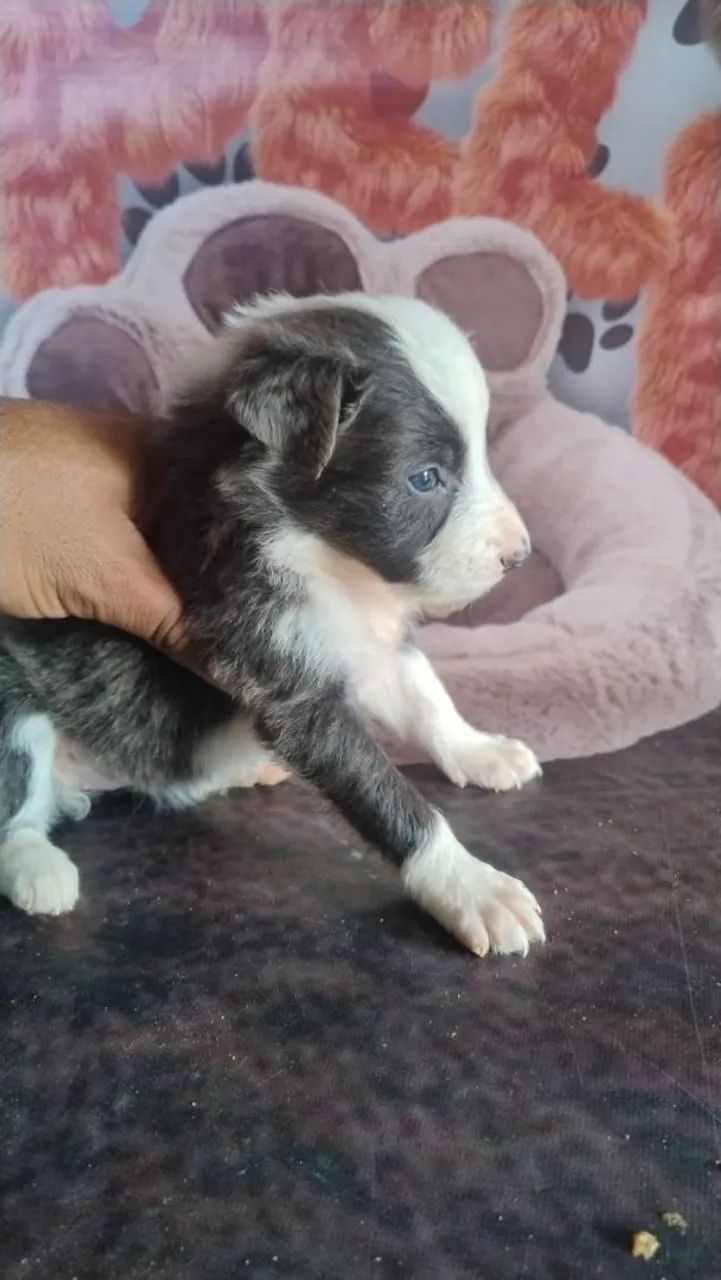 Border Collie blue merle e preto branco  - Foto 2