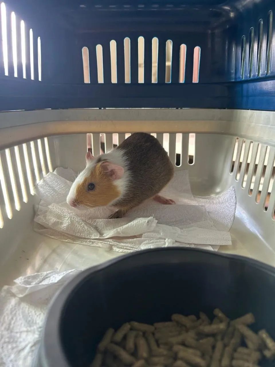 VENDA DE PORQUINHO DA ÍNDIA 