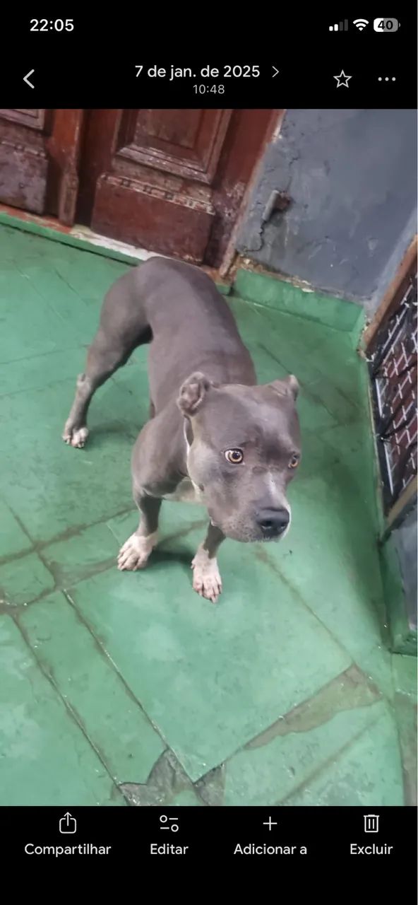 American Bully para doação  - Foto 3