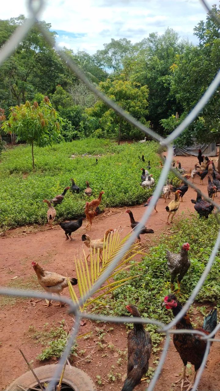 Galinhas caipira  - Foto 4