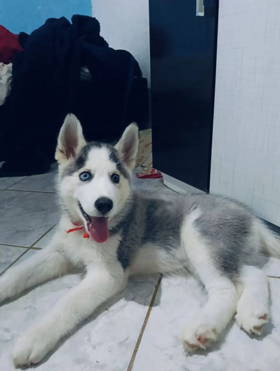 Husky siberiano  - Foto 3