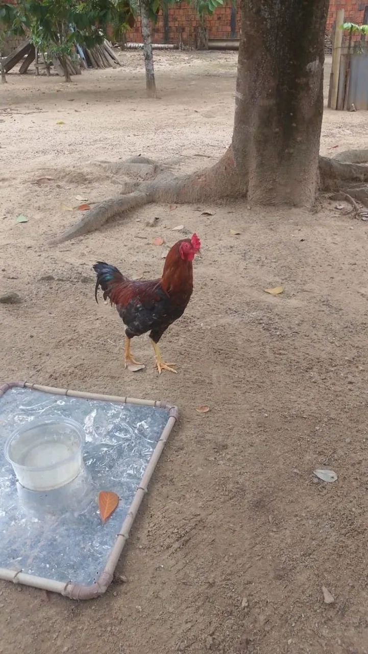 Frango Caipira  - Foto 2