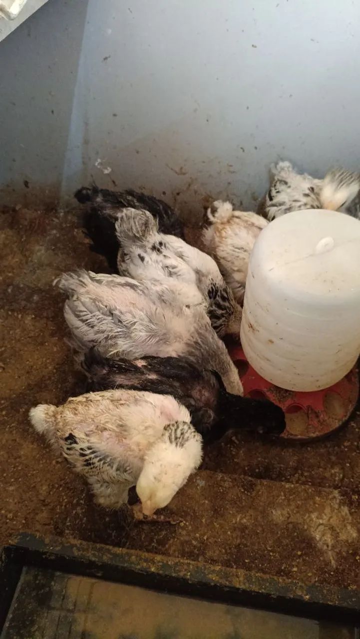 Pintos Brahma e Wyandotte - Foto 5