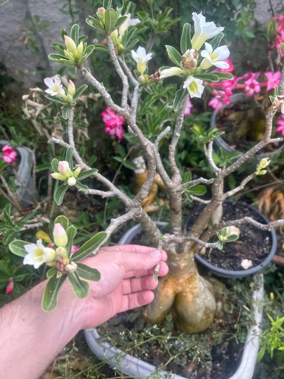 Rosa do deserto  - Foto 5