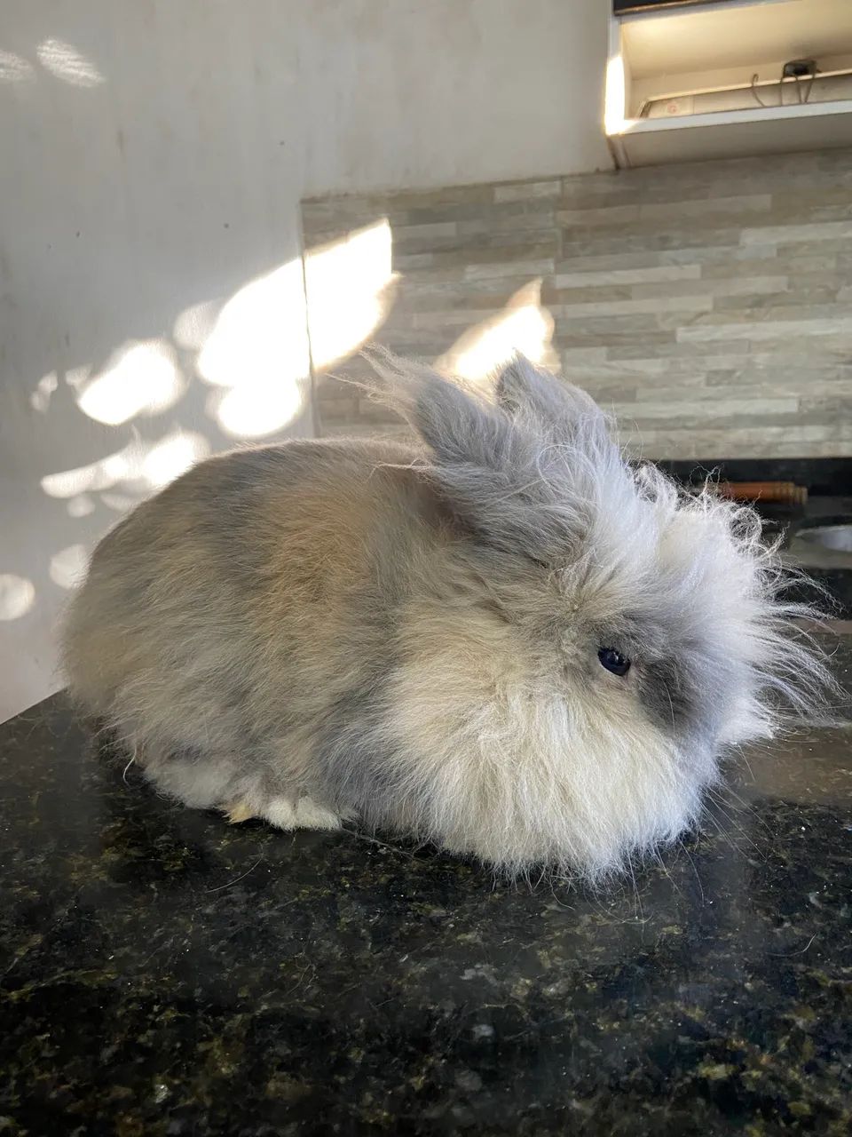 Coelho  - Foto 4