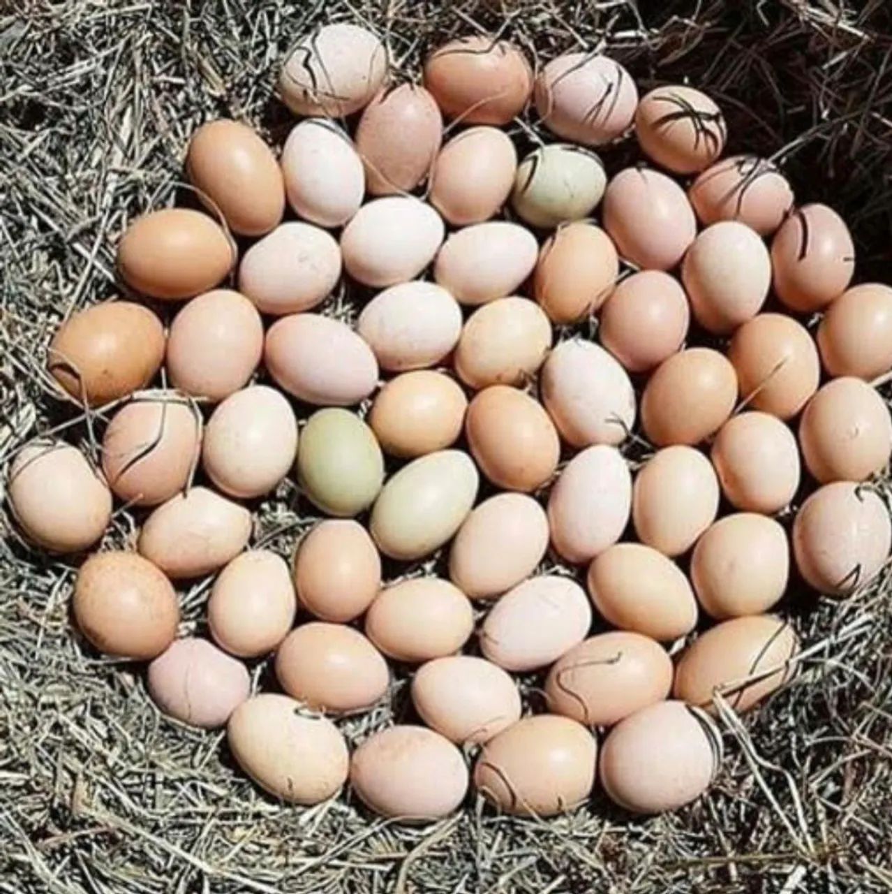 Ovos galados de galinhas caipiras 30 ovos 