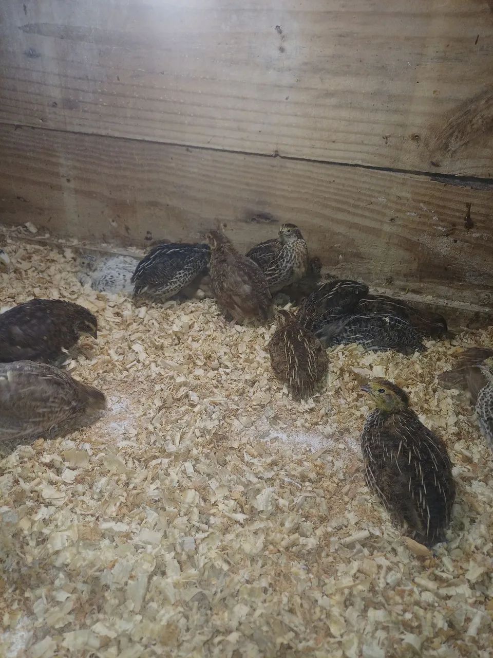 Codornas 