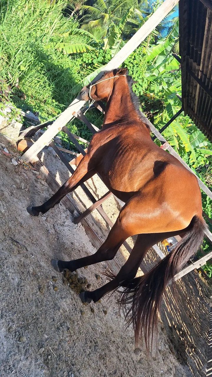 Cavalo - Foto 2