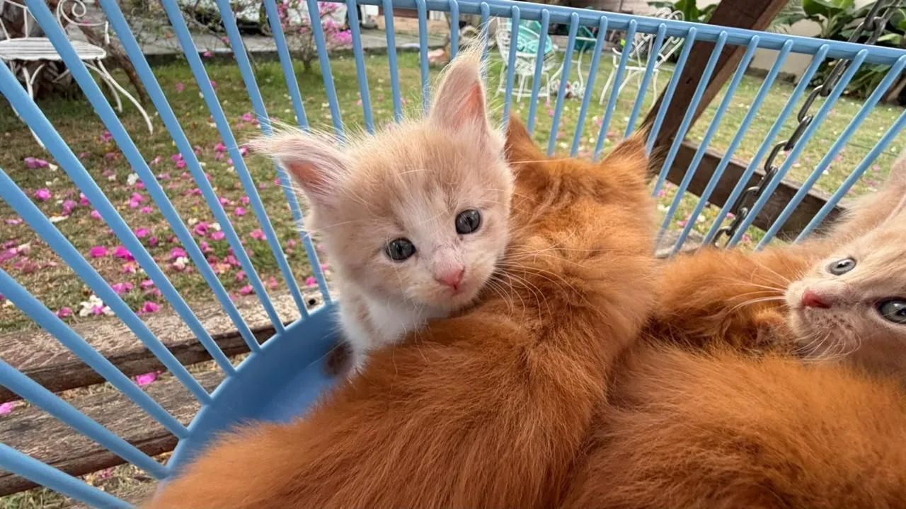 Maine coon  - Foto 4