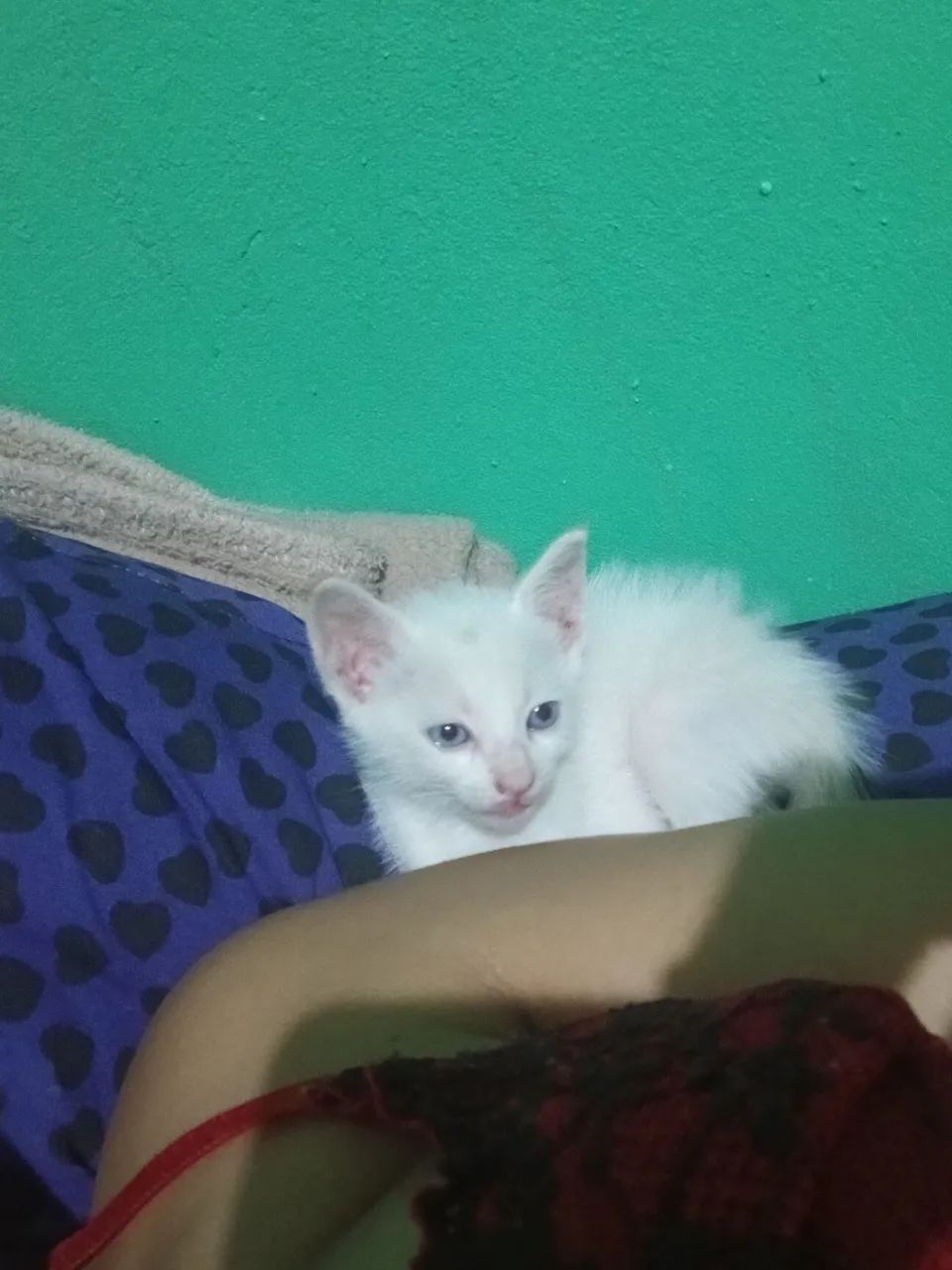 Gato