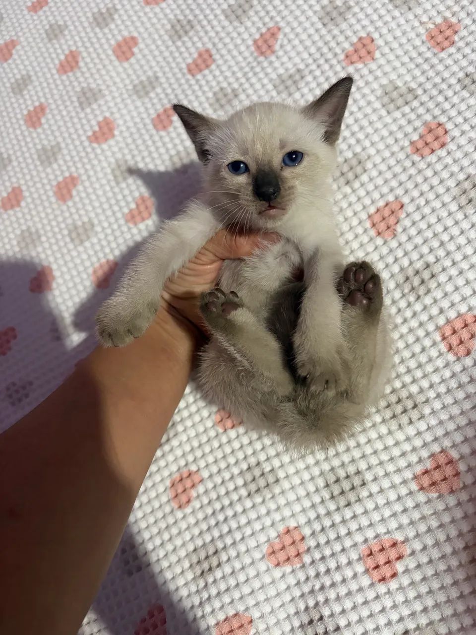 Doação de gato - Foto 2