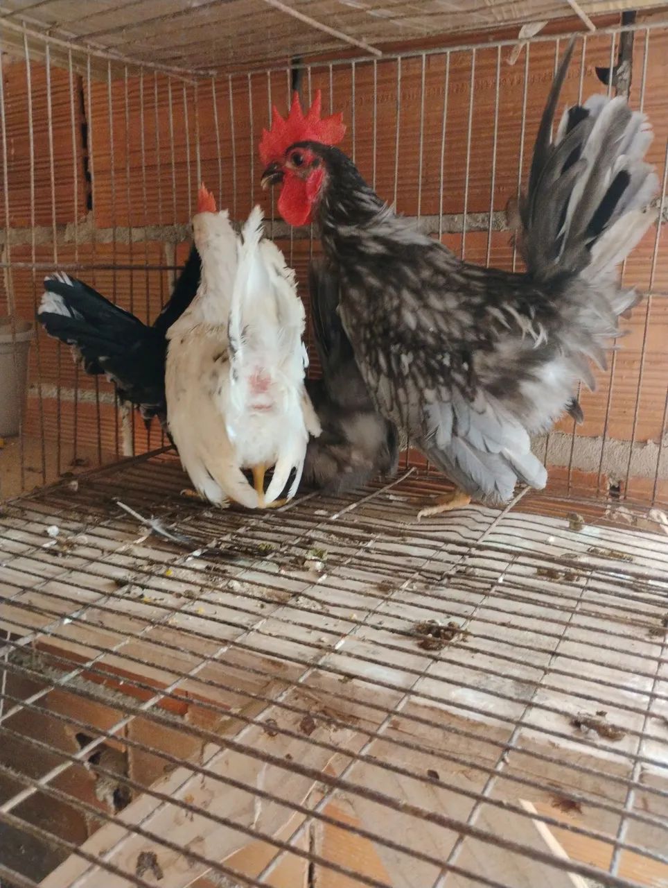 Casal Nagazaki  - Foto 3