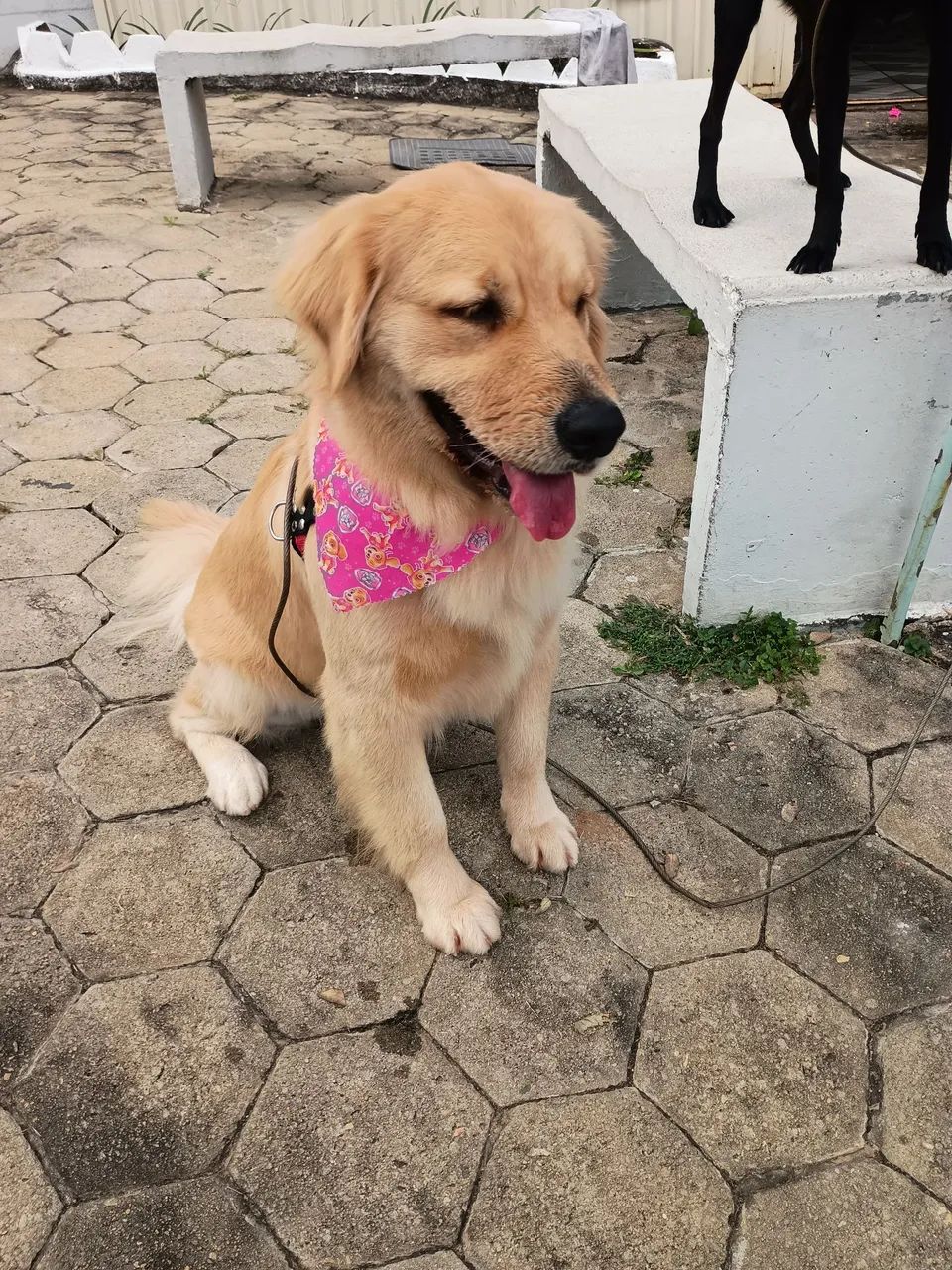 Cachorro  - Foto 2