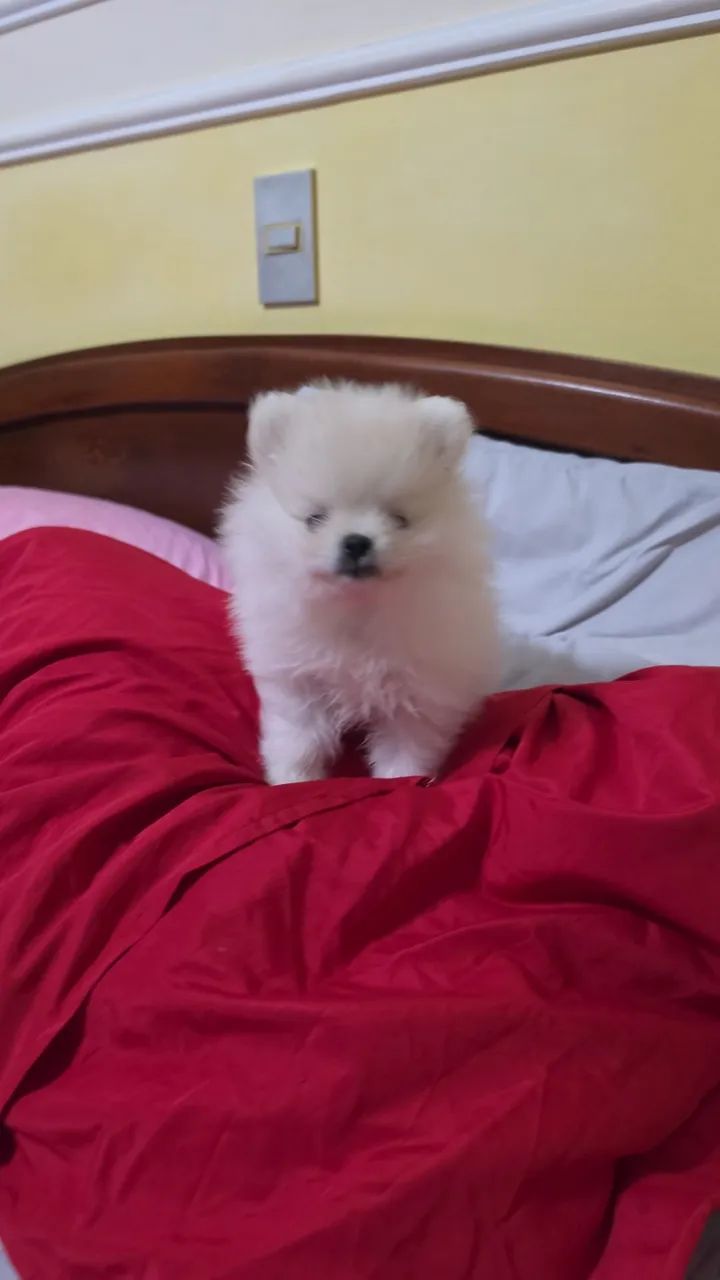Spitz alemão  - Foto 3