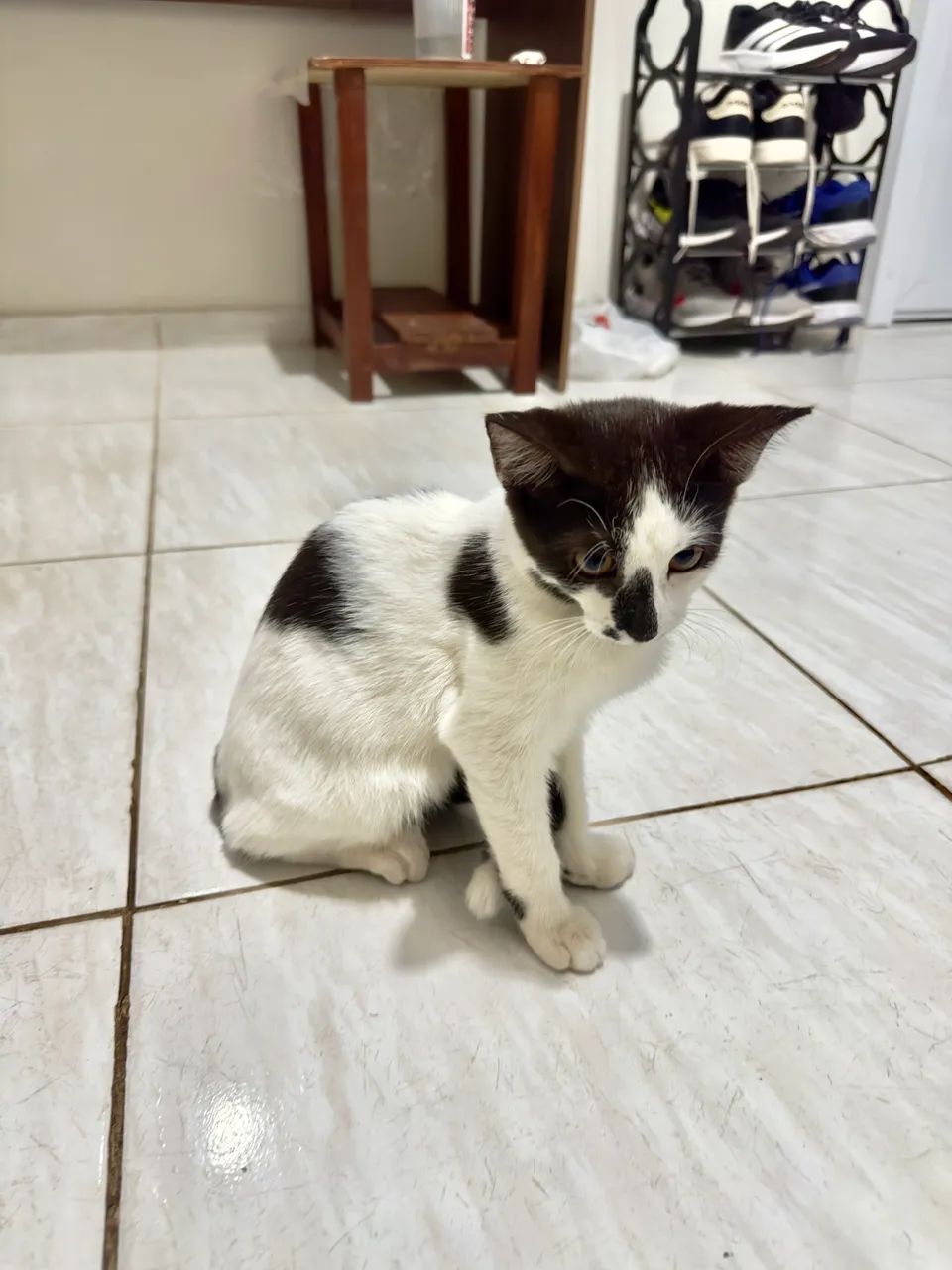 Doação 3 meses fêmea - Foto 4