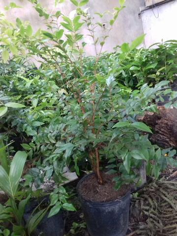 Mudas de diversas plantas e frutas - Foto 2