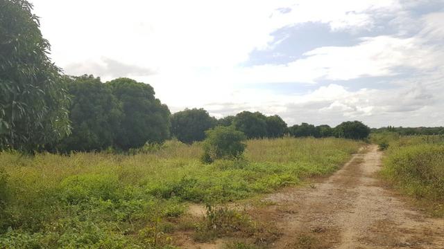 Fazenda 50 Hectares beira de rio Sâo Francisco - Venda - Foto 18