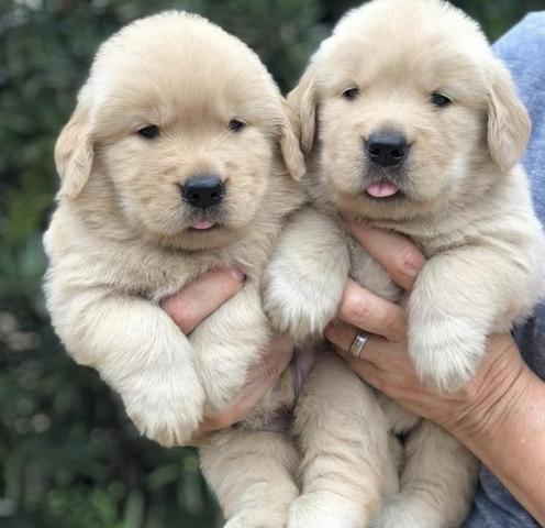 Golden Retriever filhotes bem parrudos e fortes *