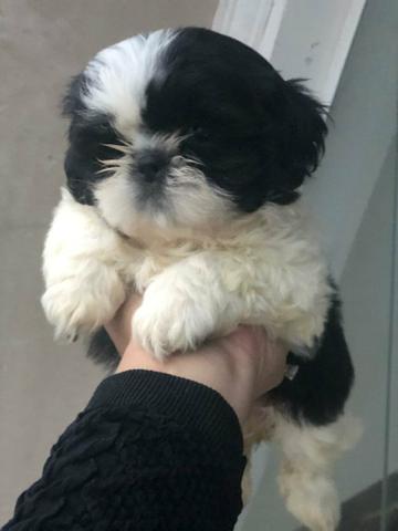 Shihtzu macho a pronta entrega!!