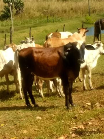 Garrotes Mestiços p Recria