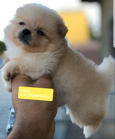 Fêmea e macho ídisponível lulu pomerania - Foto 2