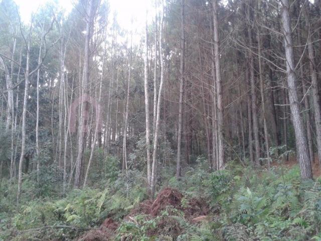 Terreno à venda em Vila oliva, Caxias do sul cod:1570 - Foto 9