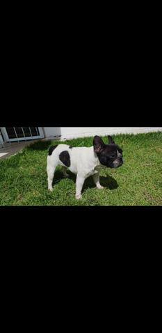 Vendo Buldogue francês Fêmea