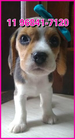 Beagle lindos exemplares a sua espera, fotos originais somos referência no mercado - Foto 4