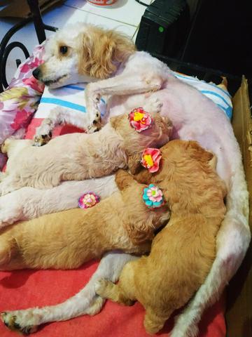 Vende-se filhote de poodle