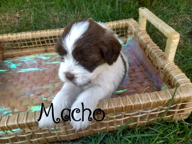 Filhotes de Lhasa Apso - Foto 4