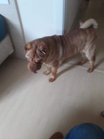 Shar pei - Foto 4