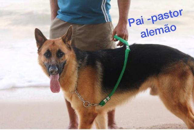 Filhotes de Pastor Alemão - Foto 5