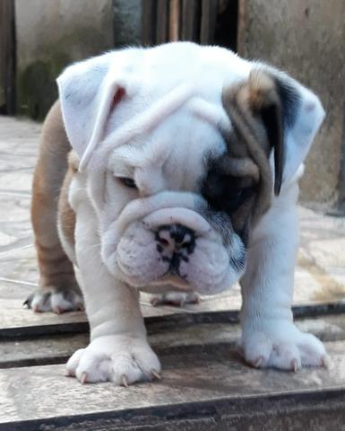 Bulldog inglês com Pedigre - Foto 6