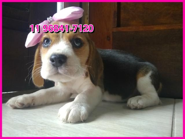 Beagle lindos exemplares a sua espera, fotos originais somos referência no mercado - Foto 5