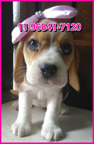 Beagle 13 polegadas a pronta entrega, compre com segurança, leia o anúncio