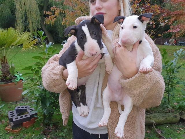 Bull Terrier Inglês pirata/fulvo/tricolor/white e black brindle, machos e fêmeas! - Foto 3