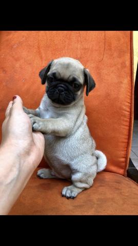 Pug com um super preço
