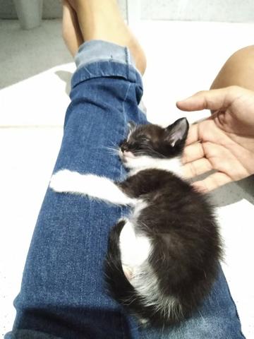 Gato macho 1 mês para adoção responsável