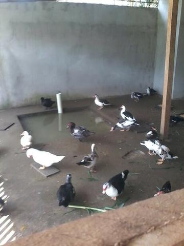 Alugo ou Vendo terreno 22x50m, na zona rural de Iranduba - Aluguel R$ 400- Venda R$ 50mil - Foto 14